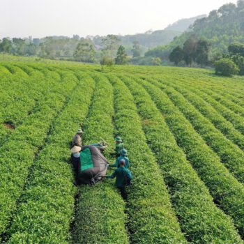 CHÈ MỸ LÂM ĐƯA TRÀ VIỆT VƯƠN XA BẰNG CÁC TIÊU CHUẨN QUỐC TẾ